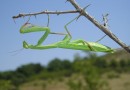 Mantis religiosa 2 ©  S.Beshkov